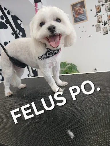 Salon Pielęgnacji psów Luluś psi fryzjer Świebodzice